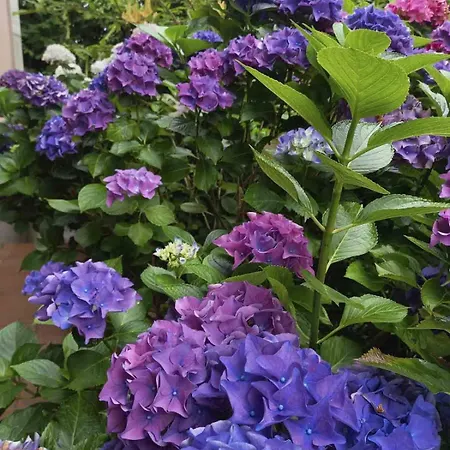 Hotel Rural Arpa De Hierba 3*