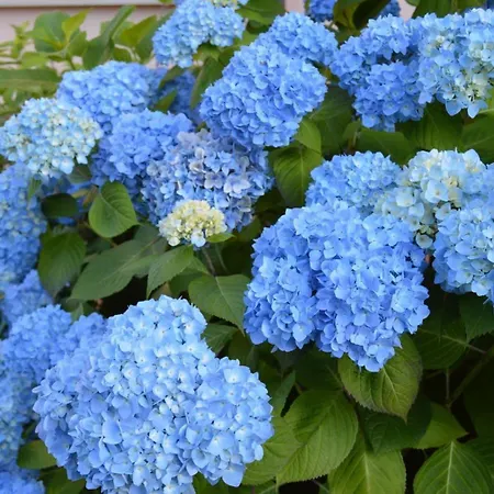 Rural Arpa De Hierba 3*