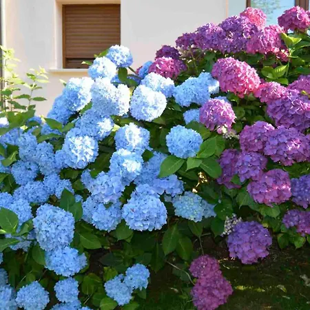 Rural Arpa De Hierba 3* Llanes