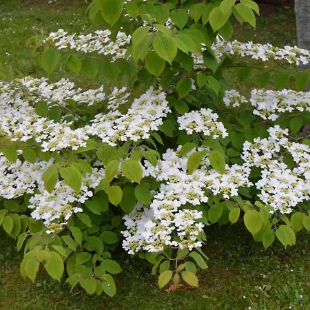 Rural Arpa De Hierba Hotel