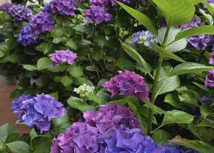 Hotel Rural Arpa De Hierba 3*