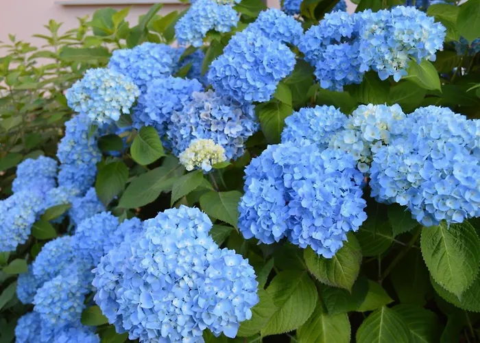 Rural Arpa De Hierba 3*