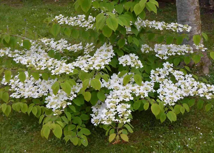 Rural Arpa De Hierba Hotel