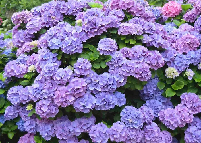 Rural Arpa De Hierba 3* Llanes