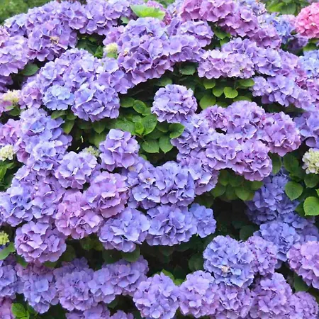 Rural Arpa De Hierba 3* Llanes